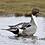 pintail
